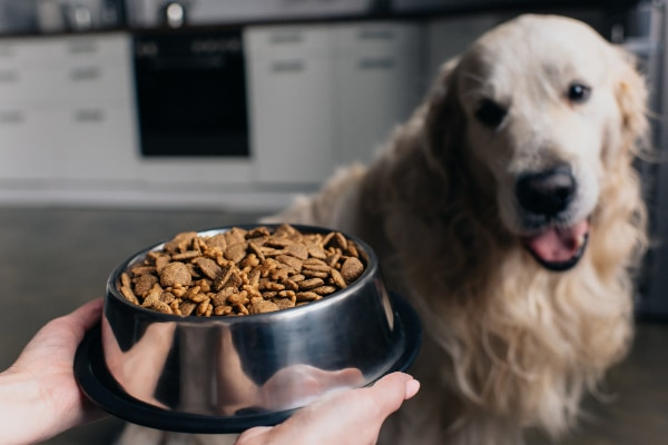 Which kind of dog food is the most popular？