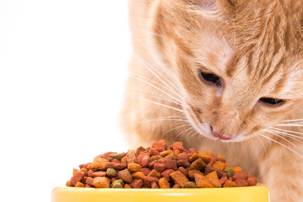 What are the types of pet food?